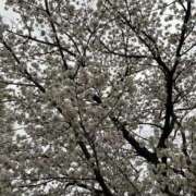 ヒメ日記 2025/04/04 17:51 投稿 しのは 奥様はエンジェル　八王子店