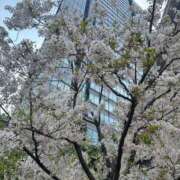 ヒメ日記 2025/04/07 14:47 投稿 楓/かえで ANEJE～アネージュ池袋～(ユメオト)