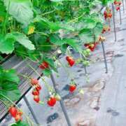 ヒメ日記 2025/05/31 17:05 投稿 きい 一宮稲沢小牧ちゃんこ