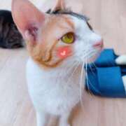 ヒメ日記 2025/08/11 20:33 投稿 きい 一宮稲沢小牧ちゃんこ