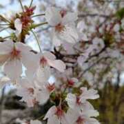 ヒメ日記 2025/04/13 14:03 投稿 まほ モアグループ 土浦人妻花壇
