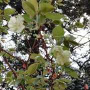 ヒメ日記 2025/04/15 07:33 投稿 まほ モアグループ 土浦人妻花壇