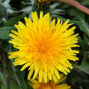 ヒメ日記 2025/04/18 07:33 投稿 まほ モアグループ 土浦人妻花壇