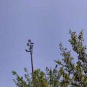 ヒメ日記 2025/04/21 12:42 投稿 まほ モアグループ 土浦人妻花壇