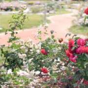 ヒメ日記 2025/05/23 11:30 投稿 東口　あおい 現役ナースが精液採取に伺います 梅田店