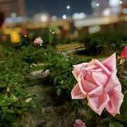 ヒメ日記 2025/11/20 23:45 投稿 東口　あおい 現役ナースが精液採取に伺います 梅田店