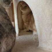 おとは 出勤とお詫び 元町奥さま