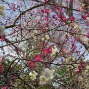 ヒメ日記 2026/02/16 10:11 投稿 おとは 元町奥さま