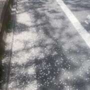 ヒメ日記 2025/04/08 18:13 投稿 うら ホワイトハウス