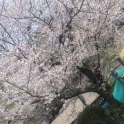 ヒメ日記 2025/04/09 18:16 投稿 うら ホワイトハウス