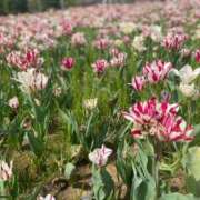 ヒメ日記 2025/06/01 21:40 投稿 うら ホワイトハウス