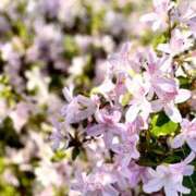 ヒメ日記 2025/06/08 19:42 投稿 うら ホワイトハウス