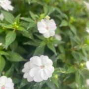 ヒメ日記 2025/07/06 18:57 投稿 うら ホワイトハウス