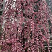 ヒメ日記 2025/03/31 09:58 投稿 やよい 大阪人妻援護会