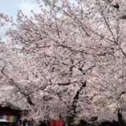 ヒメ日記 2025/04/02 00:00 投稿 みあ 池袋マリン別館