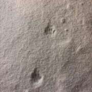 ヒメ日記 2026/01/31 08:03 投稿 サク バニーコレクション秋田店