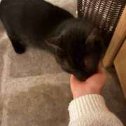 ヒメ日記 2026/02/02 07:10 投稿 サク バニーコレクション秋田店