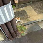 ヒメ日記 2026/02/18 04:12 投稿 サク バニーコレクション秋田店