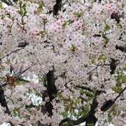 ヒメ日記 2025/04/06 10:58 投稿 みお 日本橋熟女咲裸（さくら）