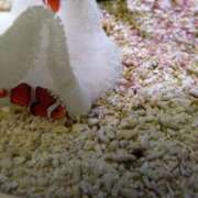 ヒメ日記 2025/06/15 16:41 投稿 みお 日本橋熟女咲裸（さくら）