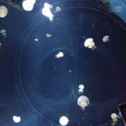 ヒメ日記 2025/06/16 20:01 投稿 みお 日本橋熟女咲裸（さくら）