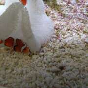 ヒメ日記 2025/10/20 14:11 投稿 みお 日本橋熟女咲裸（さくら）