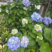 ゆりえ おはようございます ドMな奥様 京都店