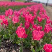 ヒメ日記 2025/04/20 11:49 投稿 めい sweet kiss