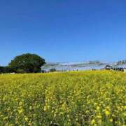 ヒメ日記 2025/05/03 11:59 投稿 めい sweet kiss