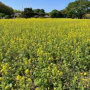 ヒメ日記 2025/05/17 11:59 投稿 めい sweet kiss