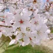 ヒメ日記 2025/04/01 20:53 投稿 こころ 熟女の風俗最終章 所沢店