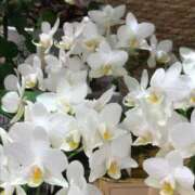 ヒメ日記 2025/04/22 06:03 投稿 こころ 熟女の風俗最終章 所沢店