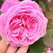 ヒメ日記 2025/05/08 00:04 投稿 こころ 熟女の風俗最終章 所沢店