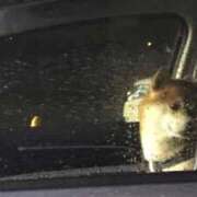 ヒメ日記 2025/05/07 04:00 投稿 ことは 木更津人妻花壇