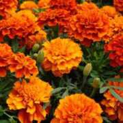 ヒメ日記 2025/08/14 03:29 投稿 ことは 木更津人妻花壇