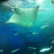 ヒメ日記 2025/11/25 16:26 投稿 ことは 木更津人妻花壇