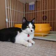 ことは お題に答えたよ 木更津人妻花壇