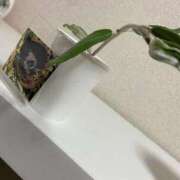 ヒメ日記 2025/12/26 16:47 投稿 ことは 木更津人妻花壇