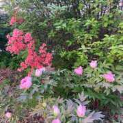 ヒメ日記 2026/04/27 08:24 投稿 ことは 木更津人妻花壇