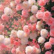 ヒメ日記 2025/05/18 13:33 投稿 こはく MOMO(モモ)