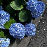 ヒメ日記 2025/06/16 17:51 投稿 こはく MOMO(モモ)