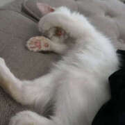 ヒメ日記 2025/07/04 01:12 投稿 こはく MOMO(モモ)