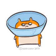 ヒメ日記 2025/07/27 07:07 投稿 こはく MOMO(モモ)