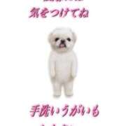 こはく 昨日ありがとう今日もいる16:00- MOMO(モモ)