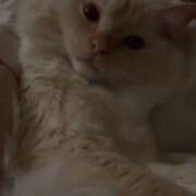 ヒメ日記 2026/01/08 14:07 投稿 こはく MOMO(モモ)