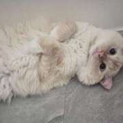 ヒメ日記 2026/02/27 15:04 投稿 こはく MOMO(モモ)