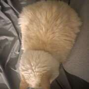 ヒメ日記 2026/03/08 20:35 投稿 こはく MOMO(モモ)