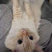 ヒメ日記 2026/03/13 17:30 投稿 こはく MOMO(モモ)