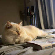 ヒメ日記 2026/04/03 13:17 投稿 こはく MOMO(モモ)