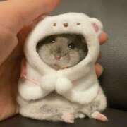 ヒメ日記 2026/04/06 17:57 投稿 こはく MOMO(モモ)